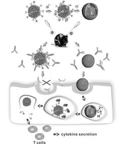 科学家联手研发新型艾滋病疫苗获进展